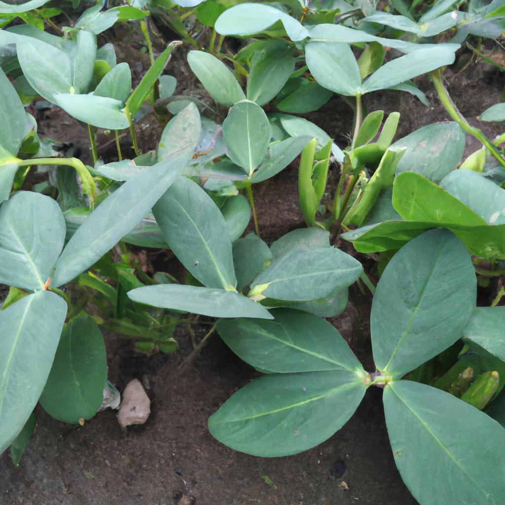 DIYでできる雑草対策